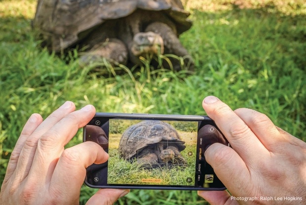 Tortoise and phone
