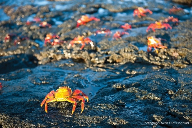 Crabs